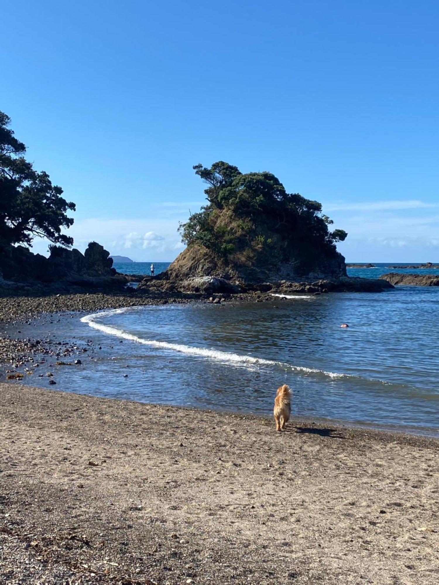 Kereru Cabin - Spectacular Seaviews, Rustic, Glamping Eco Adventure ปาล์มบีช ภายนอก รูปภาพ